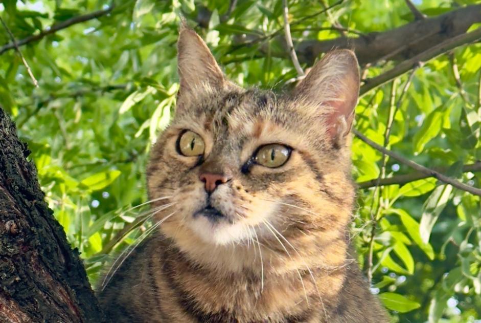 Vermisstmeldung Katze  Weiblich , 11 jahre Borée Frankreich