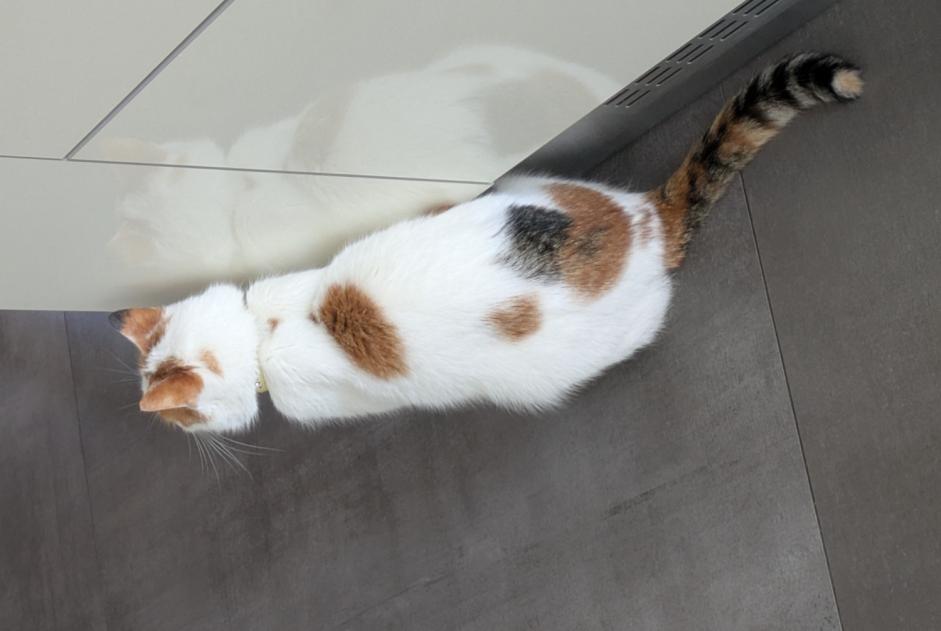 Alerta de Desaparición Gato cruce Hembra , 2 años Berstett Francia