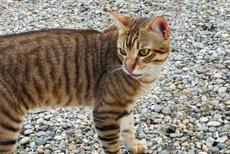 Alerta de Hallazgo Gato Macho , 3 años Écully Francia Alerta de Hallazgo Gato Macho , 3 años Écully Francia