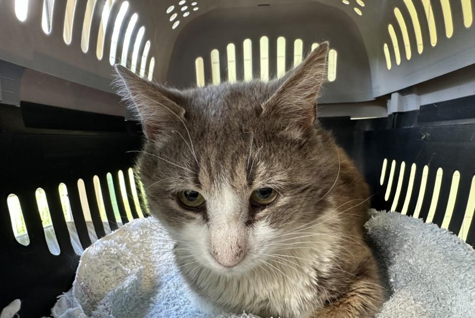 Alerte Découverte Chat croisement Mâle Rhodon France