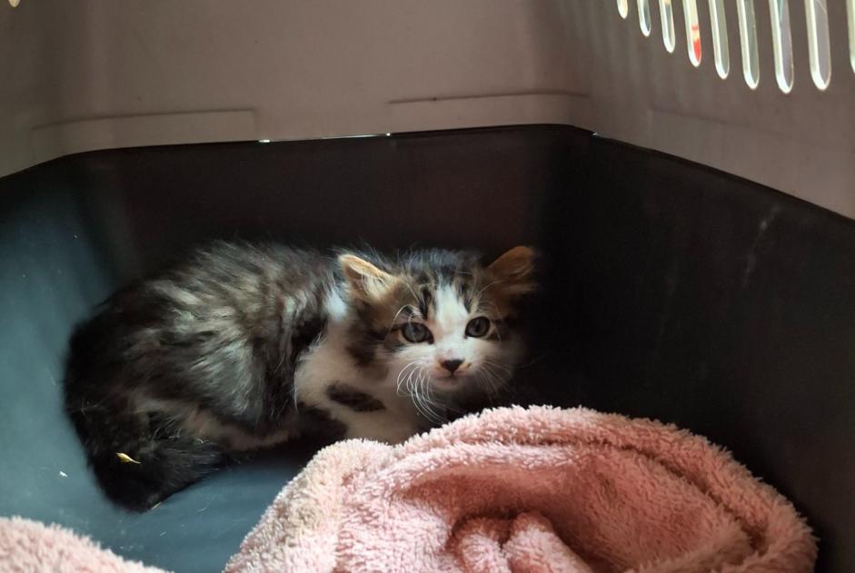 Alerte Découverte Chat Inconnu Saint-Christo-en-Jarez France