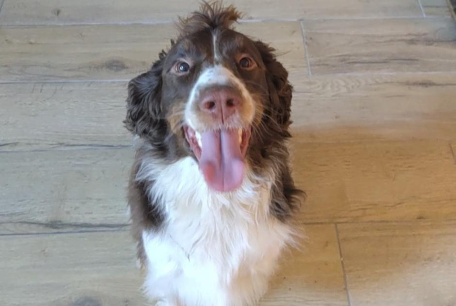 Alerte Découverte Chien  Mâle Soyons France