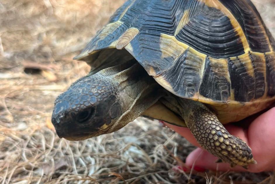 Alerte Découverte Tortue Inconnu Bourges France