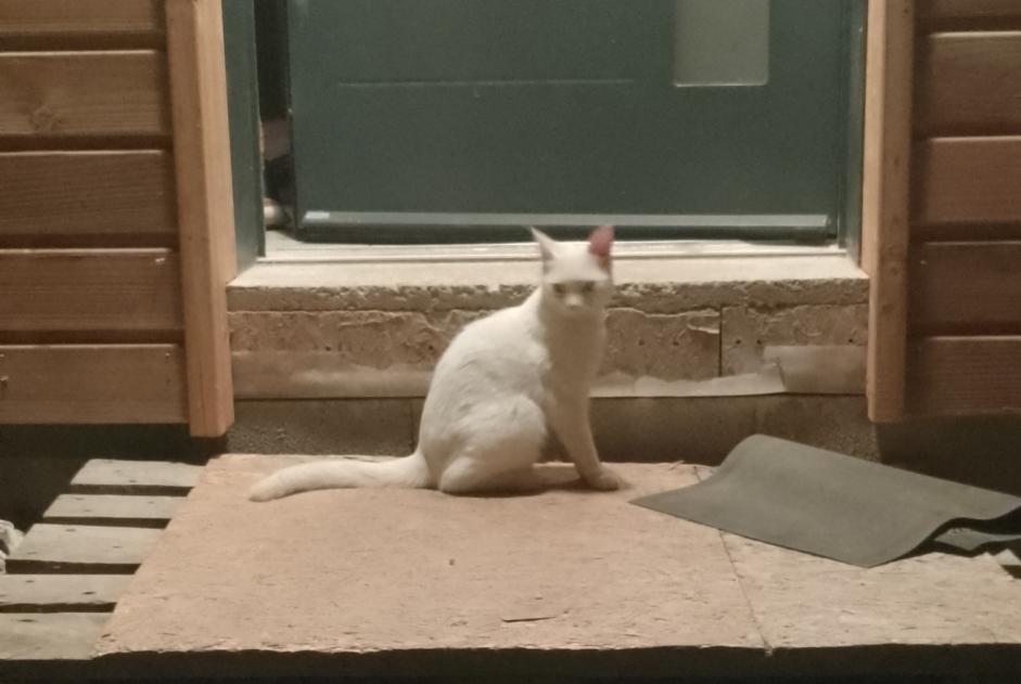 Avviso Ritrovamento Gatto Femmina Préaux Francia