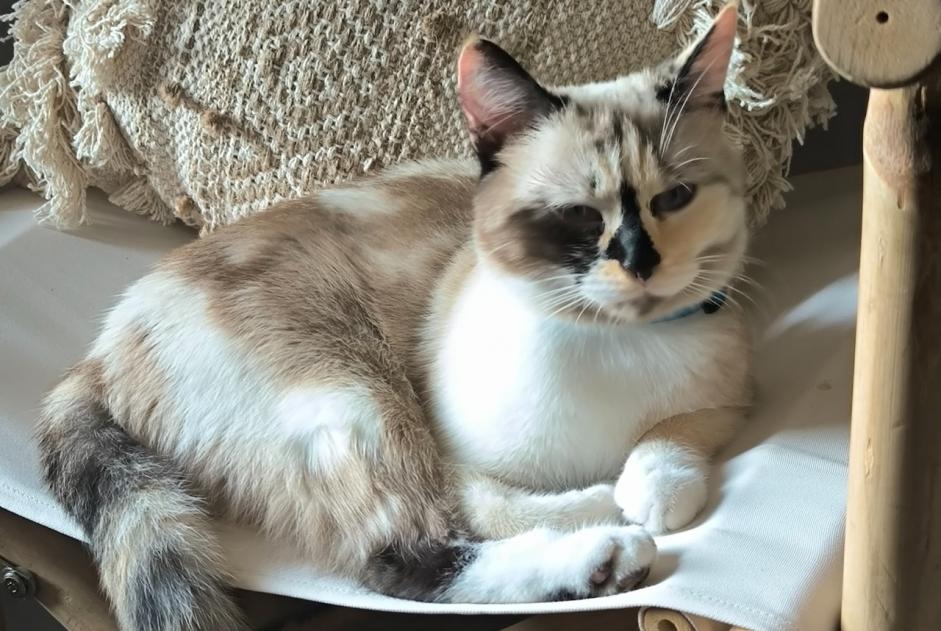Alerta desaparecimento Gato  Fêmea , 3 anos Champs-sur-Marne France